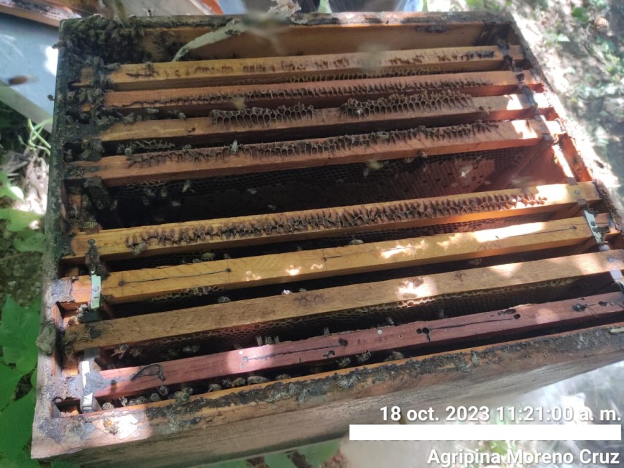 Foto de la apícola