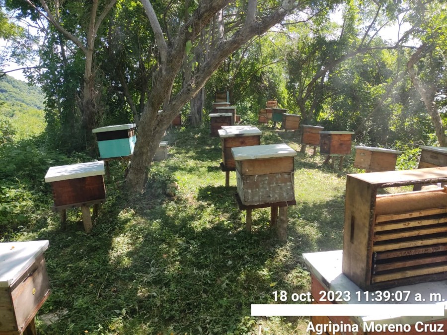 Foto de la apícola