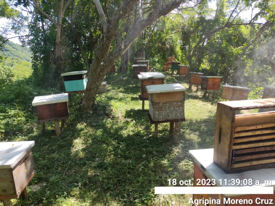 Foto de la apícola
