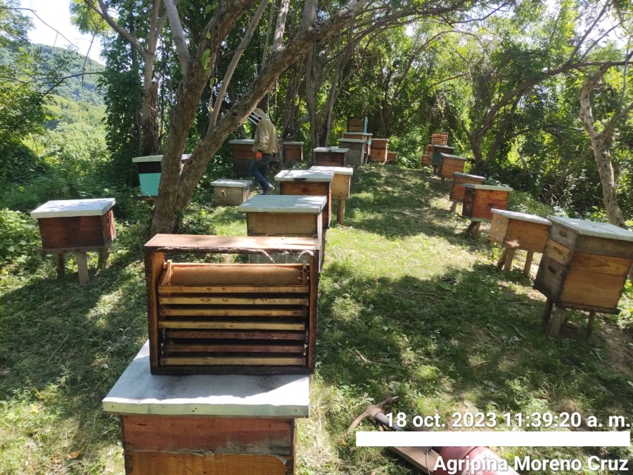 Foto de la apícola