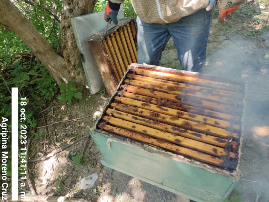 Foto de la apícola