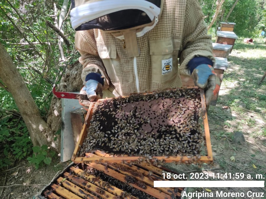 Foto de la apícola