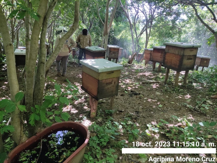 Foto de la apícola