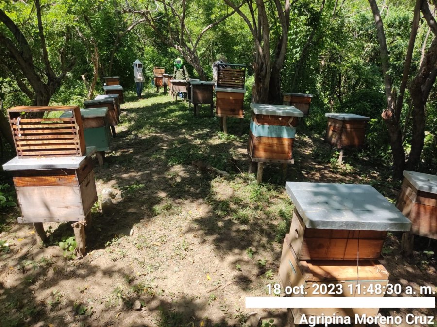 Foto de la apícola