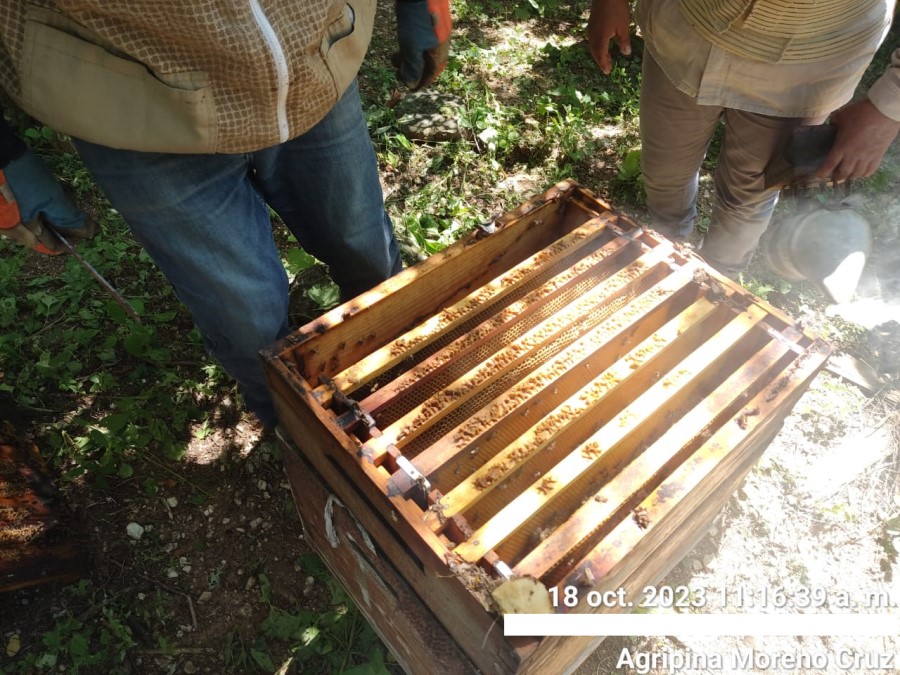 Foto de la apícola