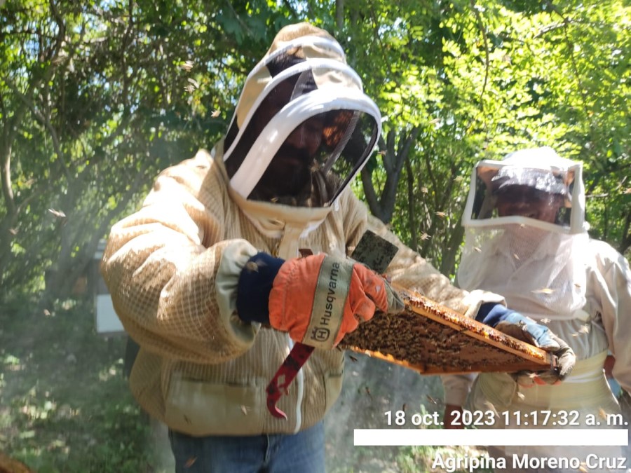 Foto de la apícola