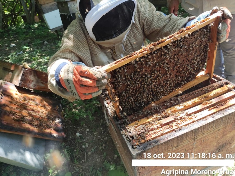 Foto de la apícola