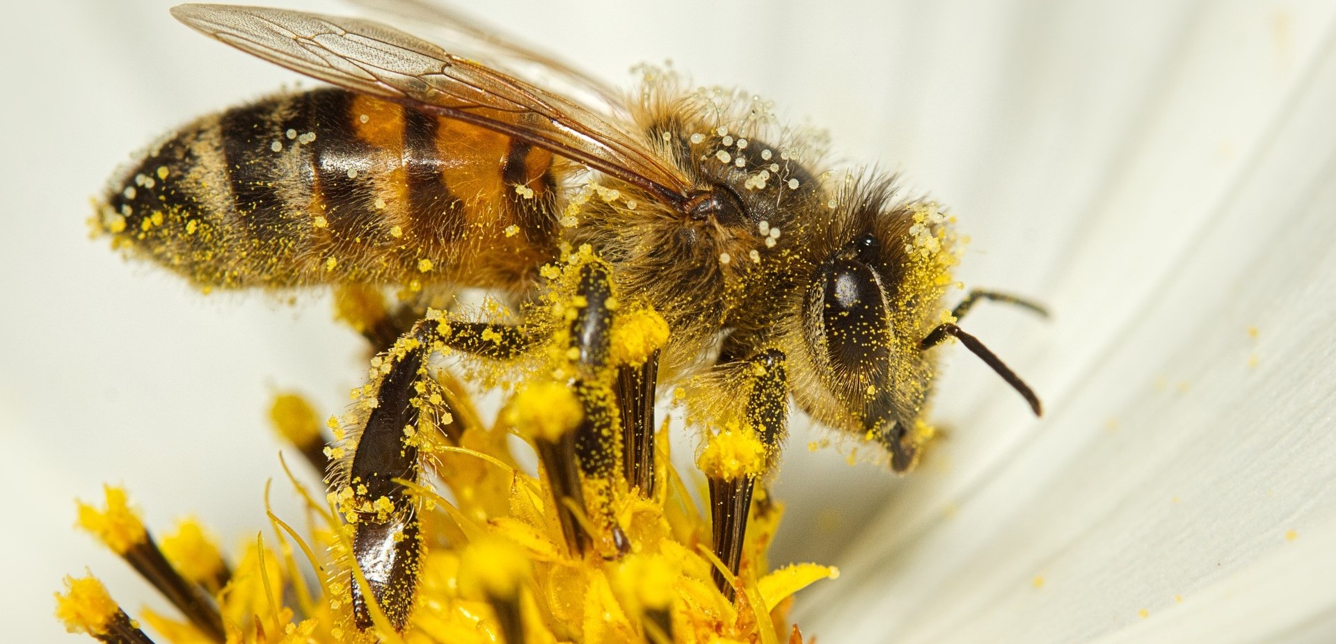 producción apícola